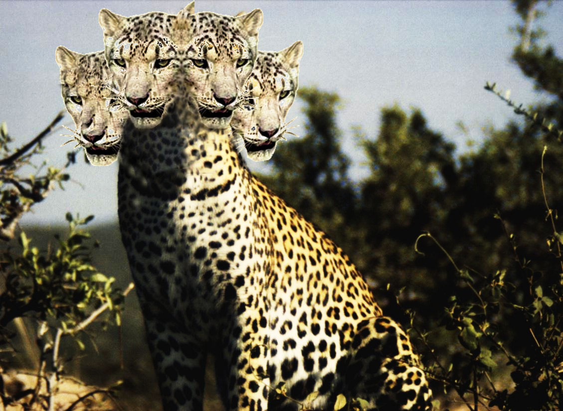 Four-headed Leopard