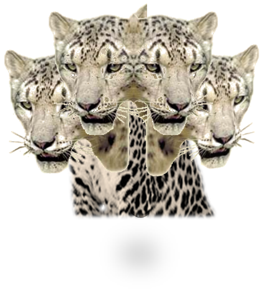 4-Heads Leopard